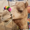 PhotoBlog: Get Humped at Pushkar Camel Fair