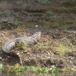 A crocodile at Chitwan National Park