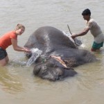 Giving an elephant a morning bath at Chitwan