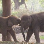 Baby Elephants at Chitwan's Elephant Breeding Centre