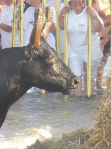 An angry bull at Saintes Maries de la mer