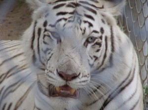 White Tiger Behind Bars at Chiang Mai Night Safari