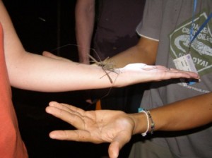 Me holding a scorpion spider at Khao Yai National Park