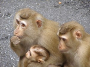 Some macaques begging for food at Khao Yai National Park