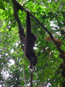 A gibbon hanging around at Khao Yai National Park