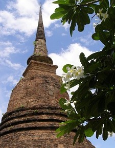 Frangipanis in full bloom at Sukhothai