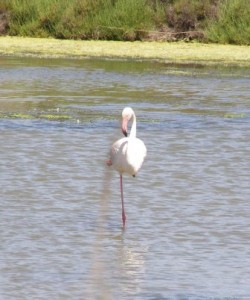 A Flamingo of the Camargue