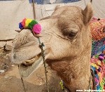 Camel Smiling