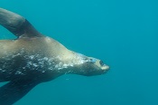 Seal at Montague Island