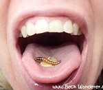 Edible bugs - mealworms and muesli