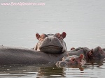 Hippo leading on another hippo